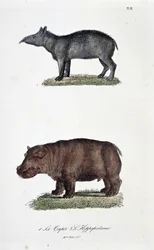 Natuurhistorische plaat: Zoologische plaat met de Tapir en de Nijlpaard - in 