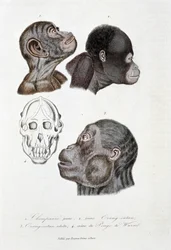 Natuurhistorische plaat: Zoölogische plaat die 1. Jonge chimpansee; 2. jonge Orang-oetan (orang-oetan, orang-oetang, orang-oetang); 3. Volwassen Orang-oetan; 4. Schedel van de Pongo de Wurmb afbeeldt - in 