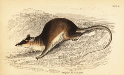 Bruine vierogige buidelrat, Metachirus nudicaudatus