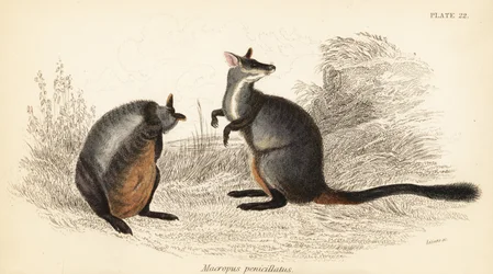 Kwaststaartrotskangoeroe, Petrogale penicillata, 1841
