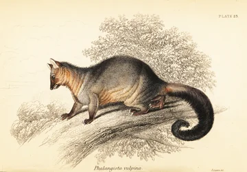 Gewone buidelrat, Trichosurus vulpecula