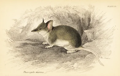 Gewone dunnart, Sminthopsis murina