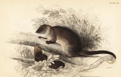 Gewone ringstaartkoeskoes, Pseudocheirus peregrinus, 1841