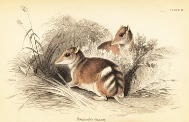 Oostelijke gestreepte buidelrat, Perameles gunnii (gravure)