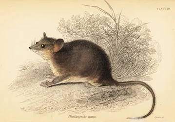 Cercartetus nanus