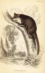 Acrobates pygmaeus