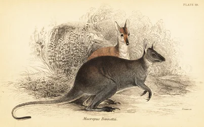 Roodnek wallaby, Macropus rufogriseus