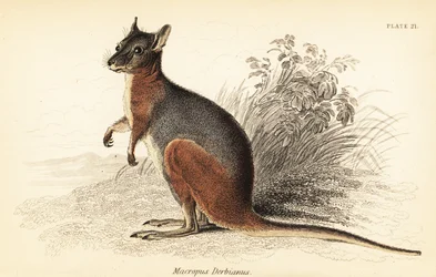 Macropus eugenii