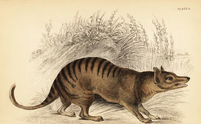 Tasmaanse tijger, Thylacinus cynocephalus. Uitgestorven, 1841 (gravure)