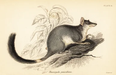 Tuan of gewone wambenger, Phascogale tapoatafa, 1841 (gravure)