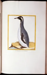 Een Pinguïn, Falklandeilanden, uit 
