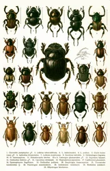 Antieke prent van variëteiten van Europese kevers, ca. 1910 (chromolithografie)