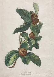 Gecultiveerde Mispel (Mespilus germanica)