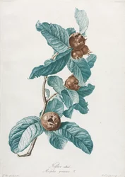 Gecultiveerde Mispel (Mespilus germanica)