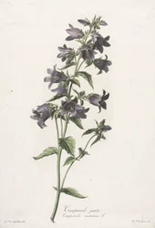 Bloemen getekend naar de natuur: Klokjesbloem