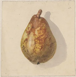 Peer