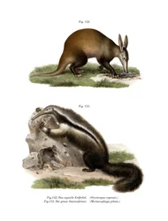 Aardvarken