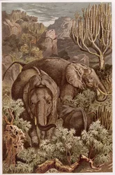 Afrikaanse olifant, plaat uit Brehms Tierleben: Allgemeine Kunde des Tierreichs, vol.3, p.9, gepubliceerd door Bibliographisches Institut, 1891