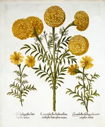 Afrikaanse Goudsbloem en Franse Goudsbloemen, uit Hortus Eystettensis, door Basil Besler, gepubliceerd 1613