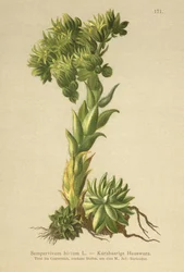 Allionii Huislook