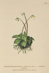 Alpen Vetblad (Pinguicula flavescens, Pinguicula alpina)