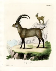 Alpensteenbok
