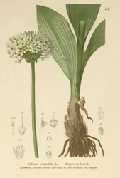 Alpen Prei (Allium victorialis, Allium victoriale, Cepa victorialis, Geboscon triphylum, Allium plantagineum, Allium anguinum)