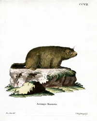 Alpenmarmot