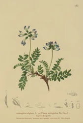 Alpen Wikke