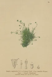 Alpen Pearlwort