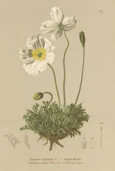 Alpen Papaver