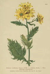 Alpenkruiskruid