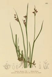 Alpen Riet (Juncus alpinus, Juncus alpinoarticulatus)