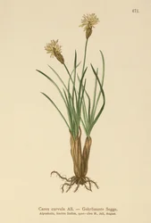 Alpenzegge