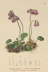 Alpen Sneeuwklokje (Soldanella alpina)