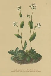 Alpenmuurpeper