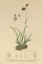 Alpen Bosbies (Luzula alpinopilosa, Luzula spadicea)