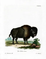 Amerikaanse Bizon