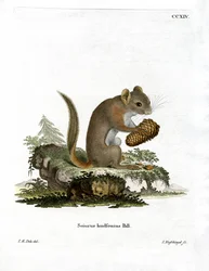 Amerikaanse rode eekhoorn