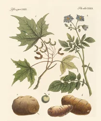 Amerikaanse planten