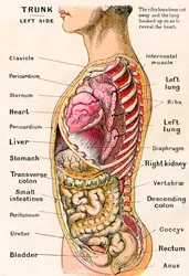 Anatomische aanblik van de menselijke romp