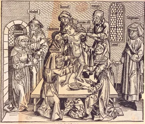 Anatomieles (gravure)