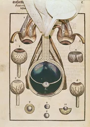 Anatomie van het oog, uit Ophthalmodouleia door Georg Bartisch, gepubliceerd in Dresden in 1583