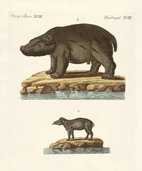 Dieren uit warme landen