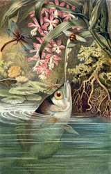 Schuttersvis, plaat uit Brehms Tierleben: Allgemeine Kunde des Tierreichs, vol.8, p.49, uitgegeven door Bibliographisches Institut, 1892
