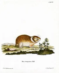 Arctische Lemming