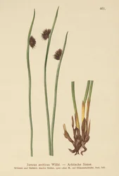 Arctische Riet (Juncus arcticus)