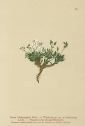 Arctische Draba
