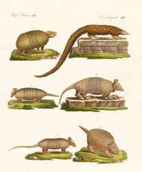 Gepantserde dieren