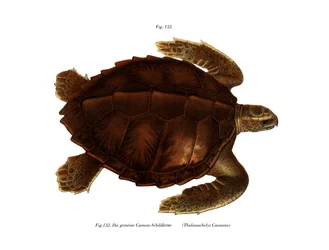 Atlantische Ridley